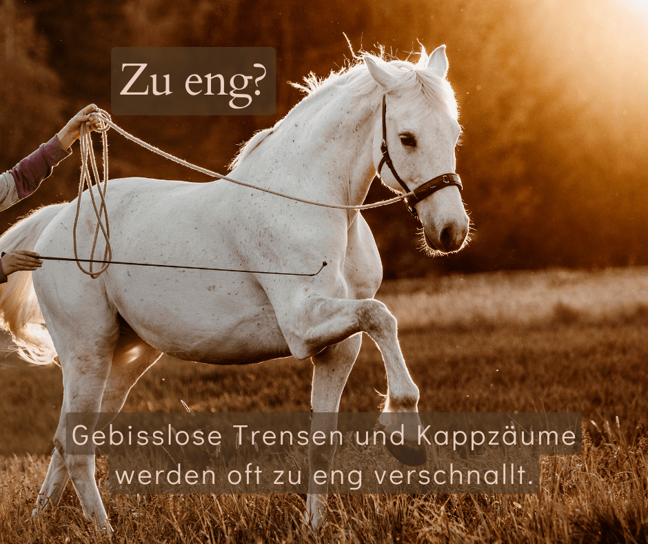 gebisslose Trense Kappzaum zu eng verschnallt