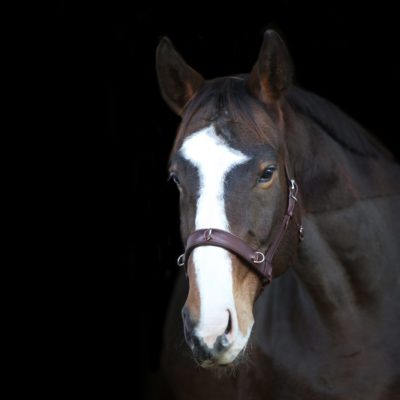 a horse with a white stripe on its head