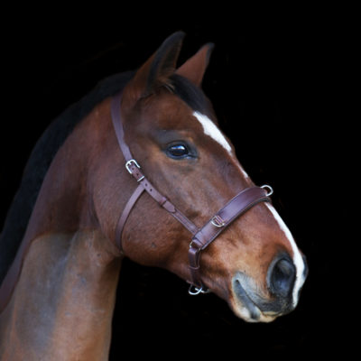 a horse with a leather bridle