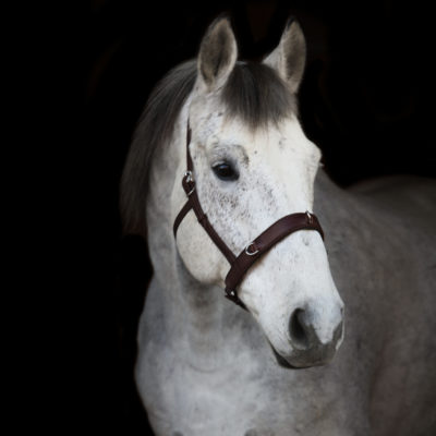 a white horse with a brown bridle