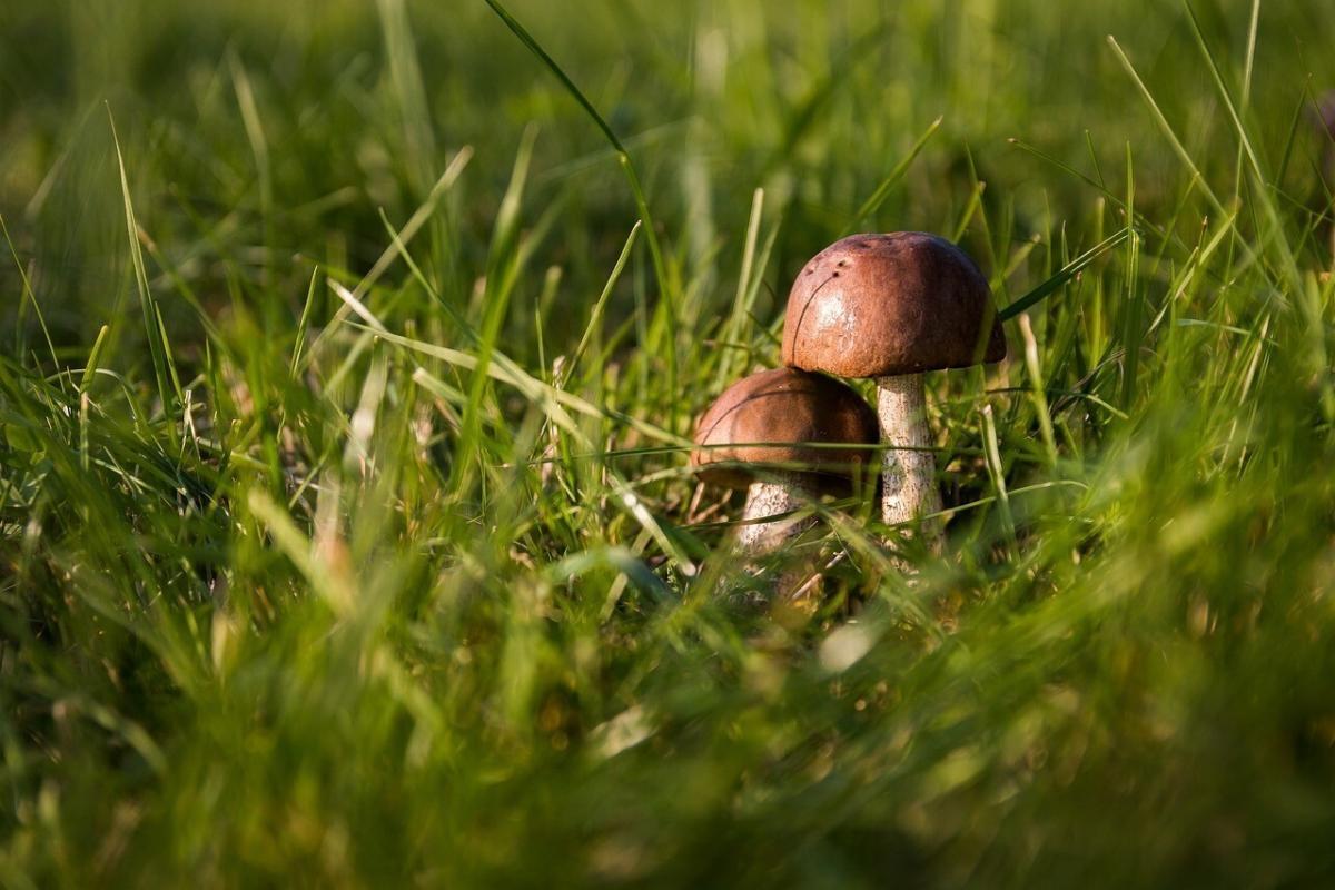 mushrooms in the grass