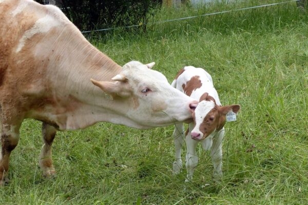 a cow licking a calf