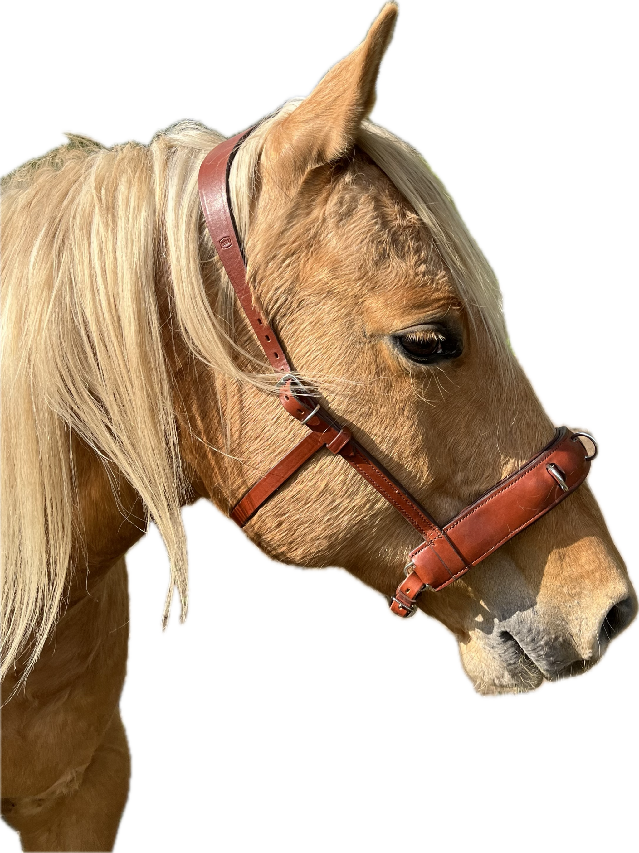Angebote & B-Ware 1 Kappzaum akademische Reitkunst