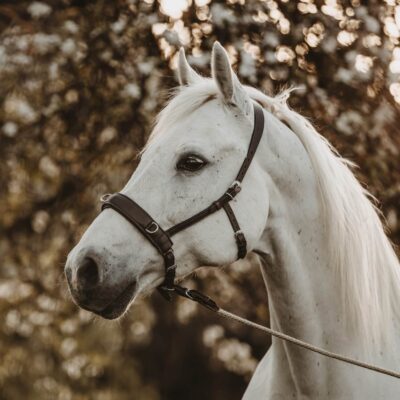 Dauberg&Roth KappzaumGröße gebraucht Kappzaum Goethe gebraucht Angebote