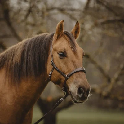 Kappzaum ohne Naseneisen. Kappzaum Mereau.