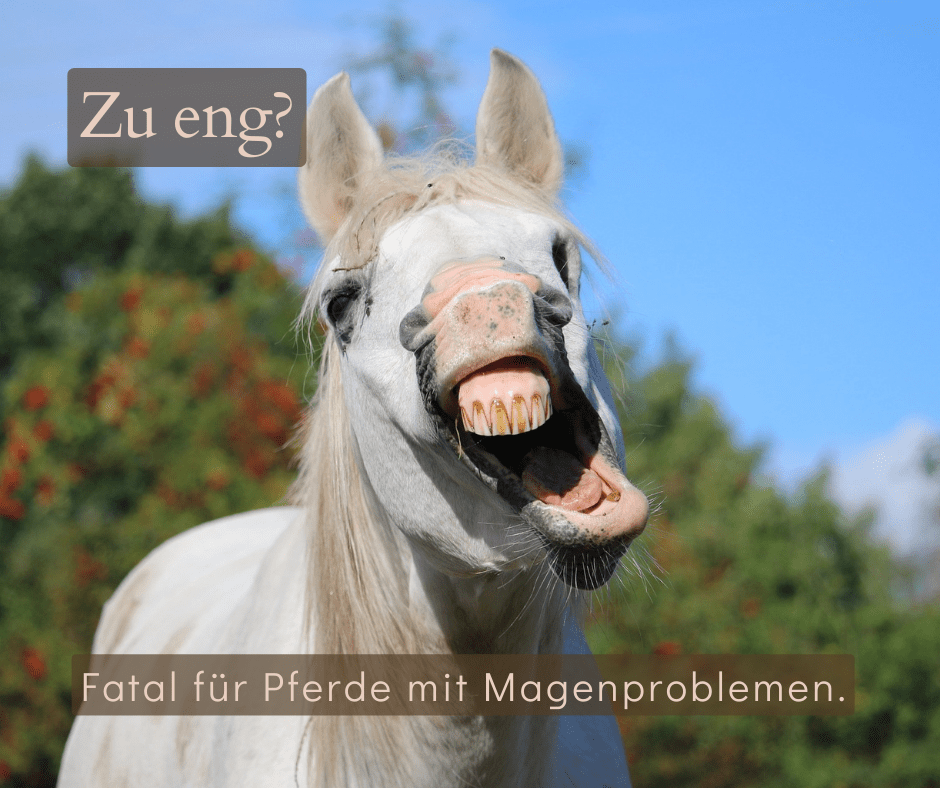 Magengeschwüre beim Pferd